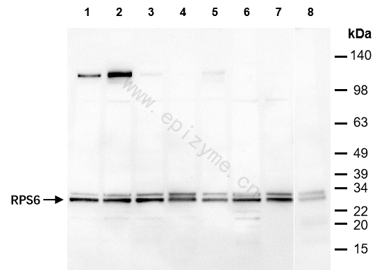 Anti-RPS6 Mouse mAb [19H63K06]