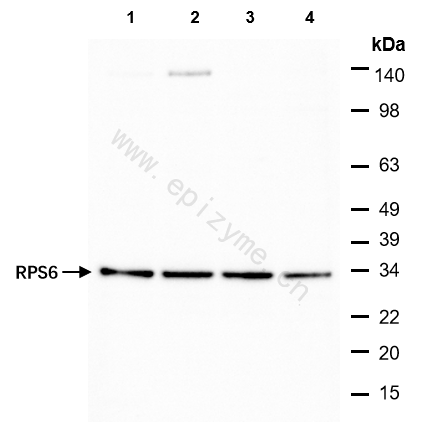 Anti-RPS6 Mouse mAb [19H63K06]