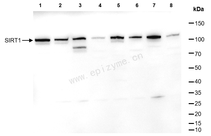 Anti-SIRT1 Rabbit pAb
