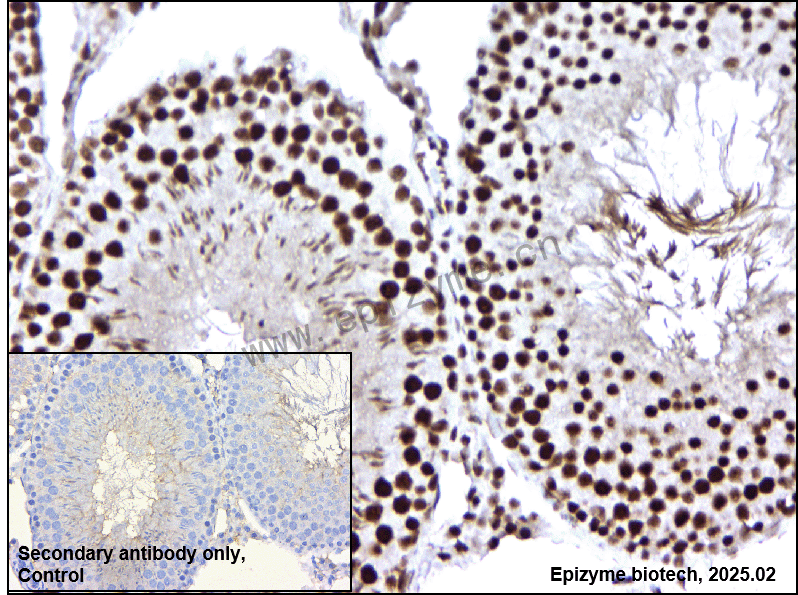 Anti-SIRT1 Rabbit pAb