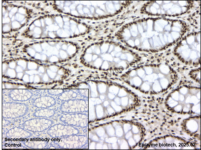 Anti-SIRT1 Rabbit pAb