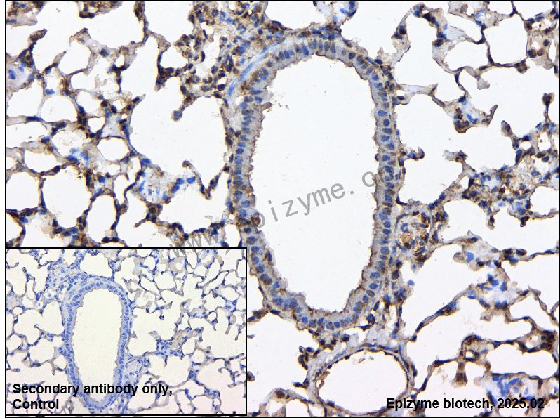 Anti-SIRT1 Rabbit pAb