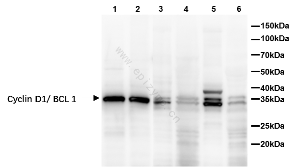 Anti-Cyclin D1 Rabbit pAb