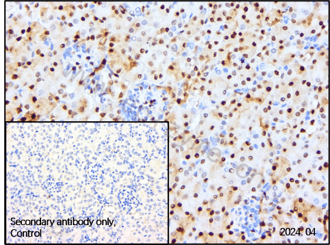 Anti-Cyclin D1 Rabbit pAb
