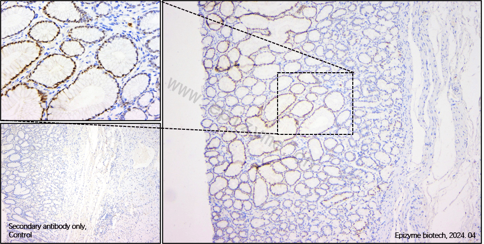 Anti-Cyclin D1 Rabbit pAb