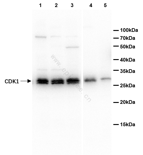 Anti-CDK1 Rabbit pAb
