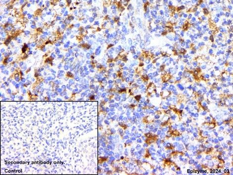 Anti-CDK1 Rabbit pAb