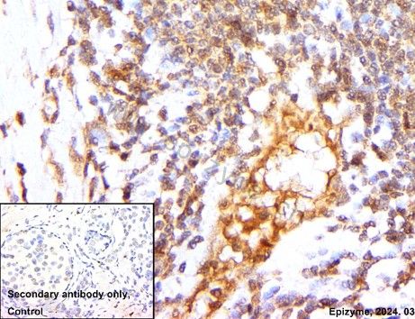 Anti-CDK1 Rabbit pAb