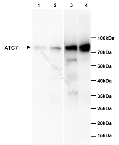 Anti-ATG7 Rabbit pAb