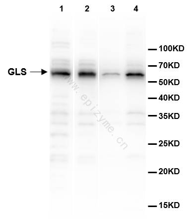 Anti-GLS Rabbit pAb