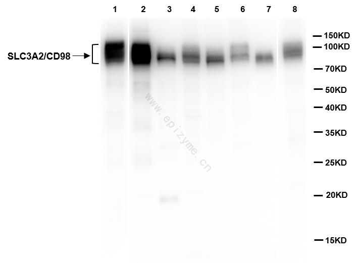 Anti-SLC3A2 Rabbit pAb