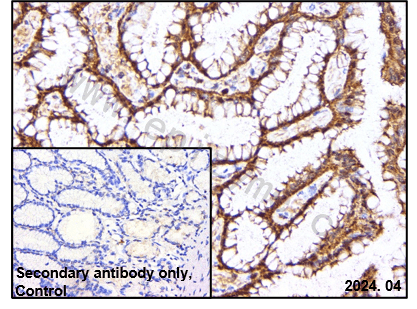 Anti-SLC3A2 Rabbit pAb
