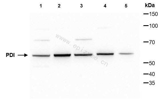 Anti-PDIA1 (PDI) Rabbit pAb
