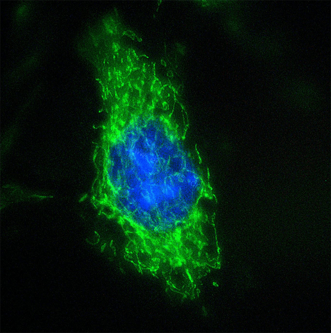 Anti-HSP60 Rabbit pAb