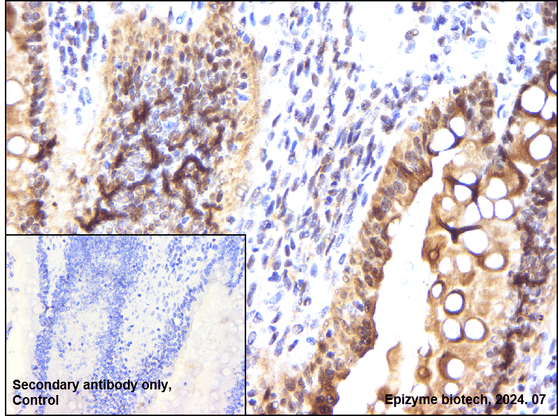 Anti-Phospho-RSK1 p90 (Thr359/Ser363) Rabbit mAb [18M71M80]
