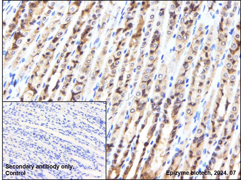 Anti-Phospho-RSK1 p90 (Thr359/Ser363) Rabbit mAb [18M71M80]