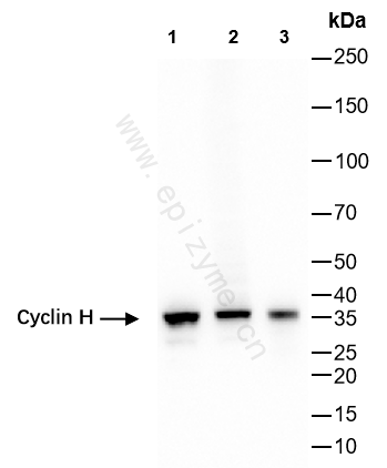 Anti-Cyclin H Rabbit mAb [54K64M43]