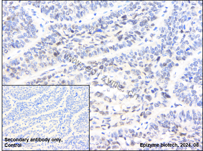 Anti-Cyclin H Rabbit mAb [54K64M43]