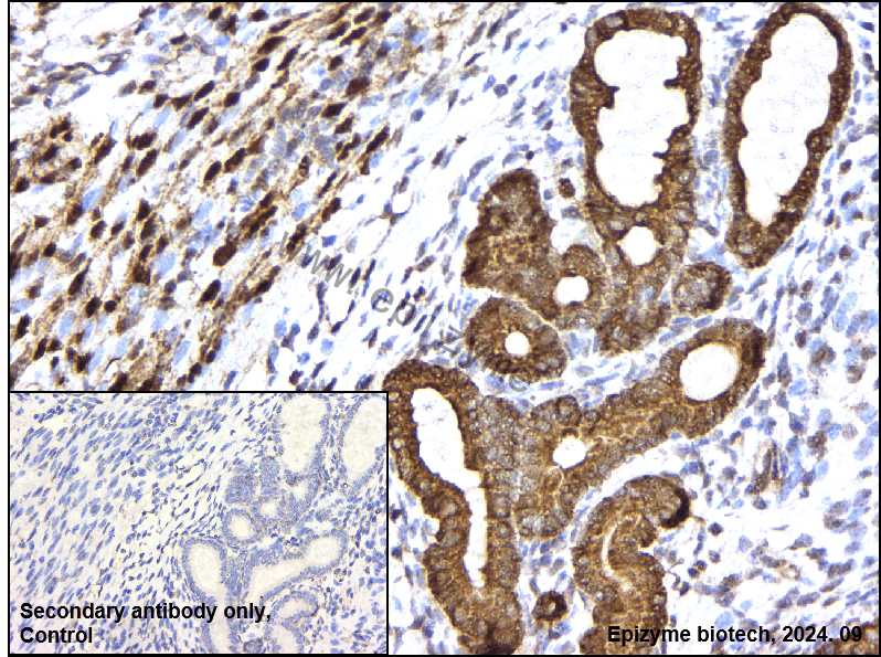 Anti-USF1 Rabbit mAb [45L71L92]