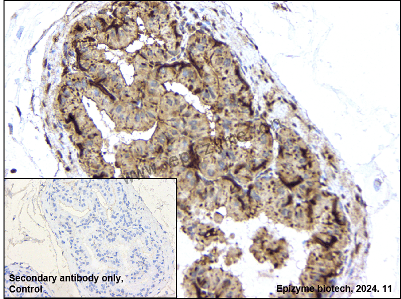 Anti-Relaxin 2 Rabbit mAb [87M47L12]