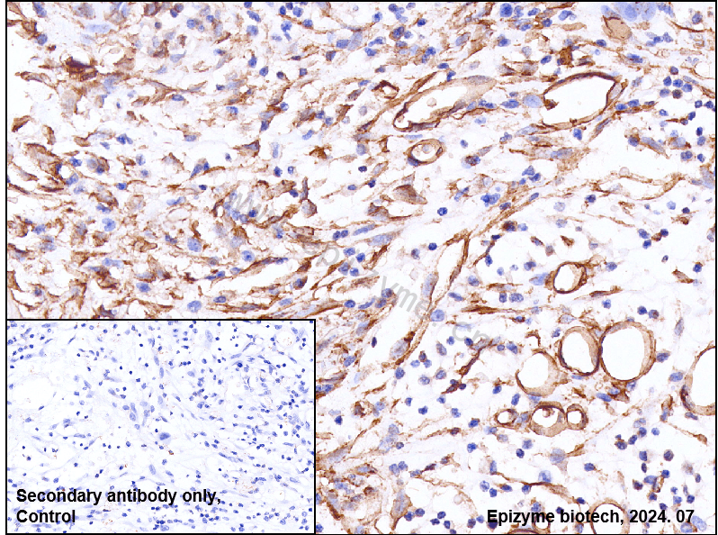 Anti-Caveolin 1 Rabbit mAb [23M64M06]
