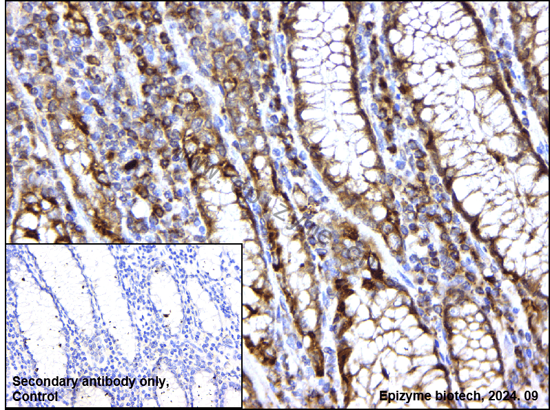 Anti-SIRT3 Rabbit mAb [62L20K67]