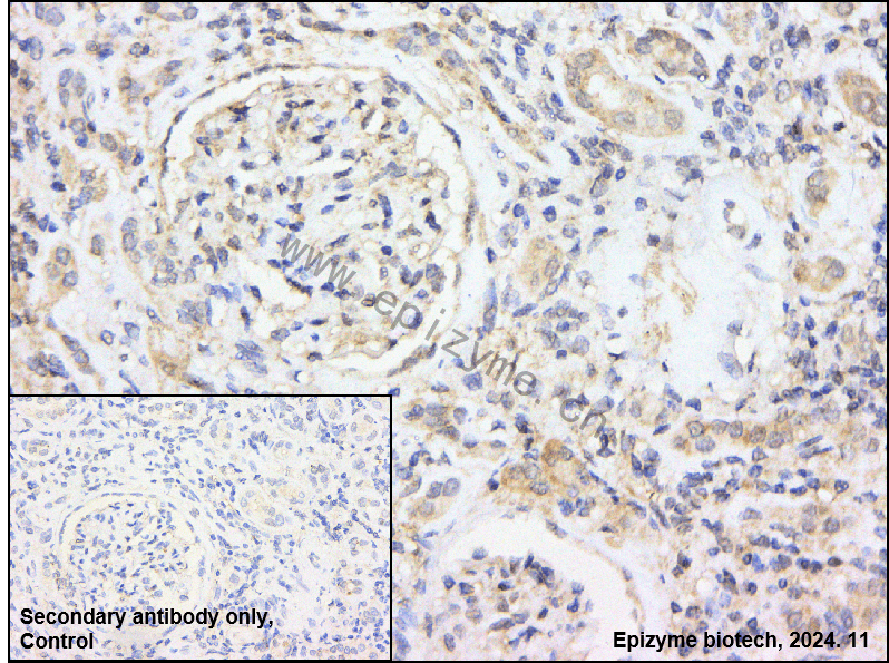 Anti-alpha Sarcoglycan Rabbit mAb [48T48D33]