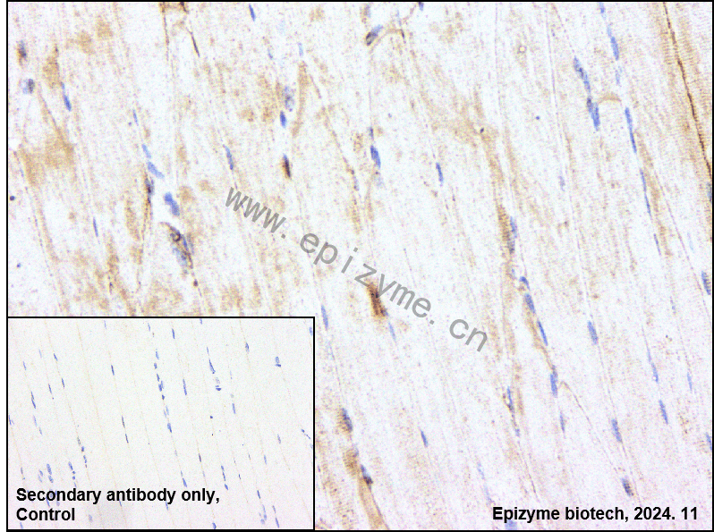 Anti-alpha Sarcoglycan Rabbit mAb [48T48D33]