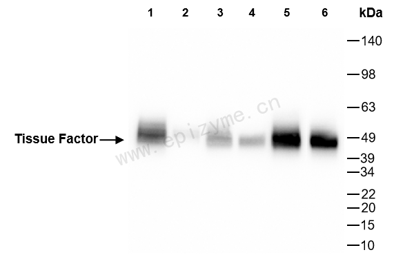 Anti-Tissue Factor Rabbit mAb [83M71K67]