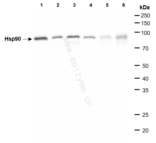 Anti-Hsp90 alpha/beta Rabbit mAb [26M41K41]