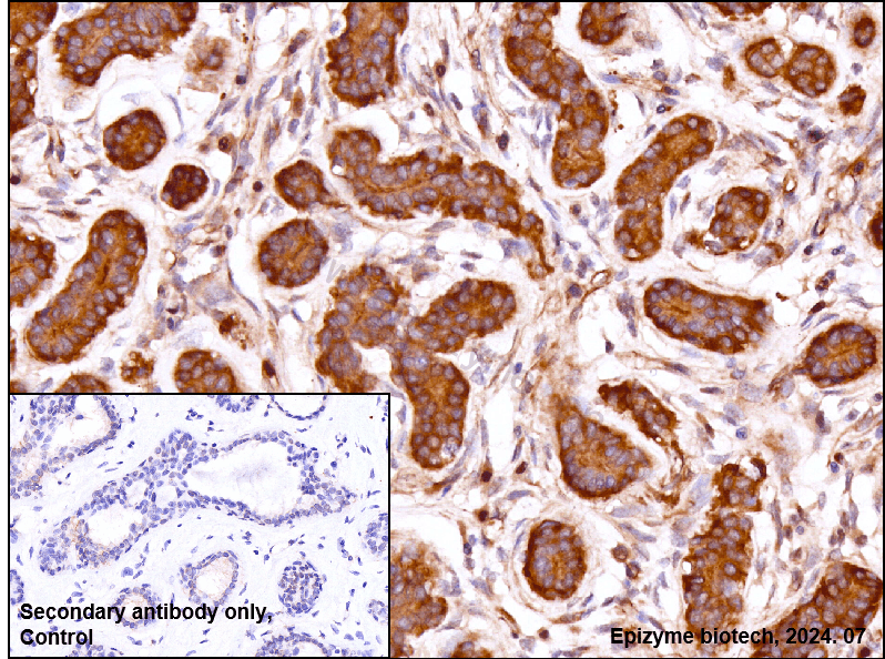 Anti-Hsp90 alpha/beta Rabbit mAb [26M41K41]