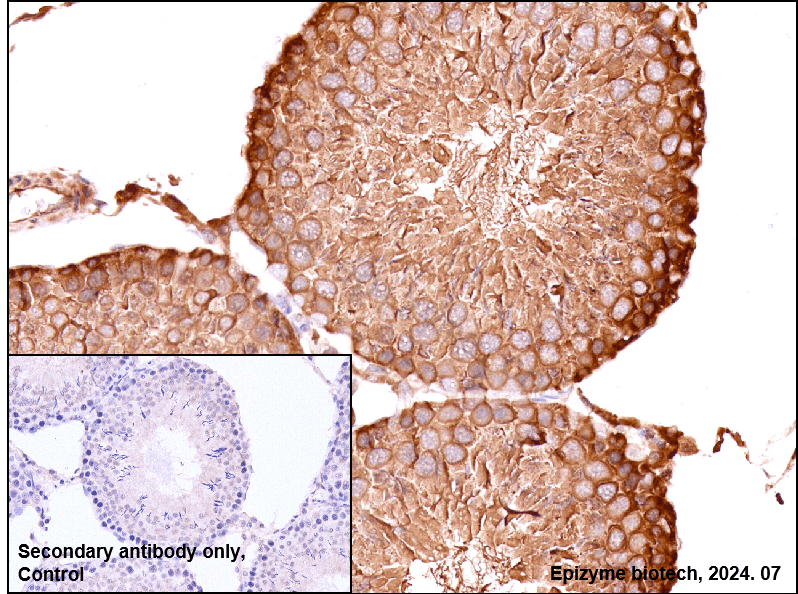 Anti-Hsp90 alpha/beta Rabbit mAb [26M41K41]