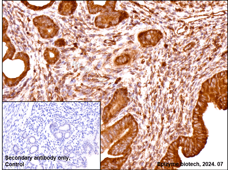 Anti-Hsp90 alpha/beta Rabbit mAb [26M41K41]