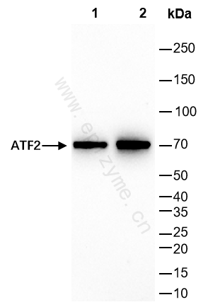 Anti-ATF2 Rabbit mAb [43M42M50]