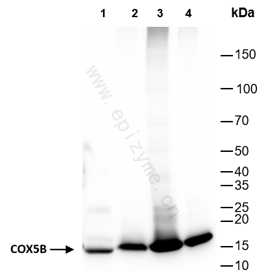 Anti-COX5B Rabbit mAb [46K74M20]
