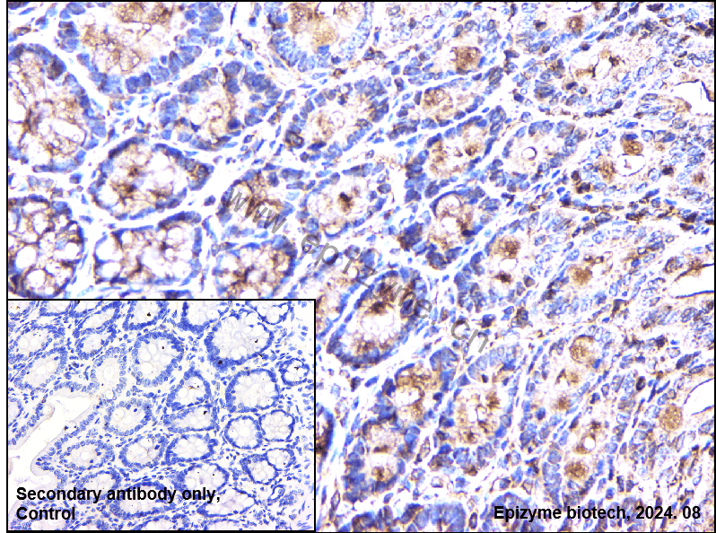 Anti-COX5B Rabbit mAb [46K74M20]