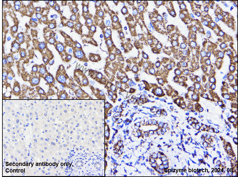Anti-COX5B Rabbit mAb [46K74M20]