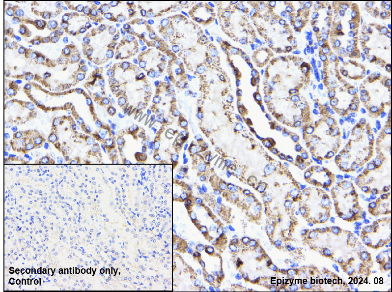 Anti-COX5B Rabbit mAb [46K74M20]