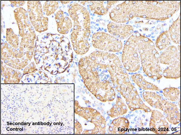 Anti-Ezrin Rabbit mAb [80K78M80]