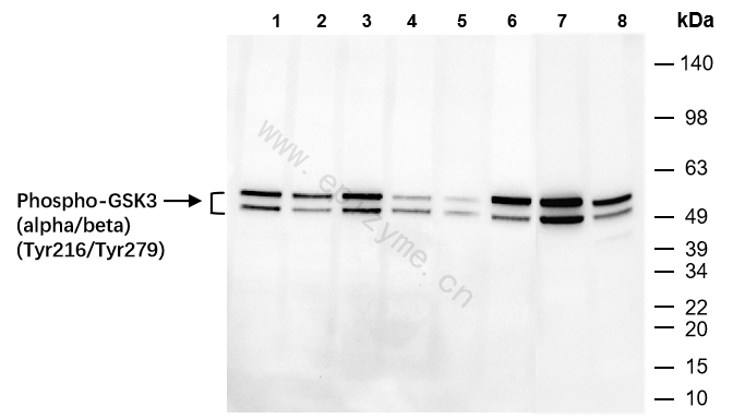 Anti-Phospho-GSK3 (Tyr216/Tyr279) Rabbit mAb [11K84M20]