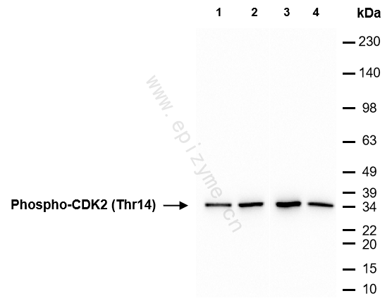Anti-Phospho-CDK2 (Thr14) Rabbit mAb [18M37L04]