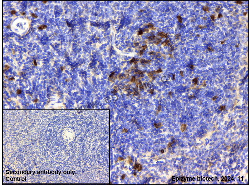Anti-Phospho-CDK2 (Thr14) Rabbit mAb [18M37L04]