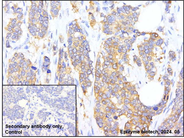 Anti-Phospho-Tau (Ser198) Rabbit mAb [77K15L67]