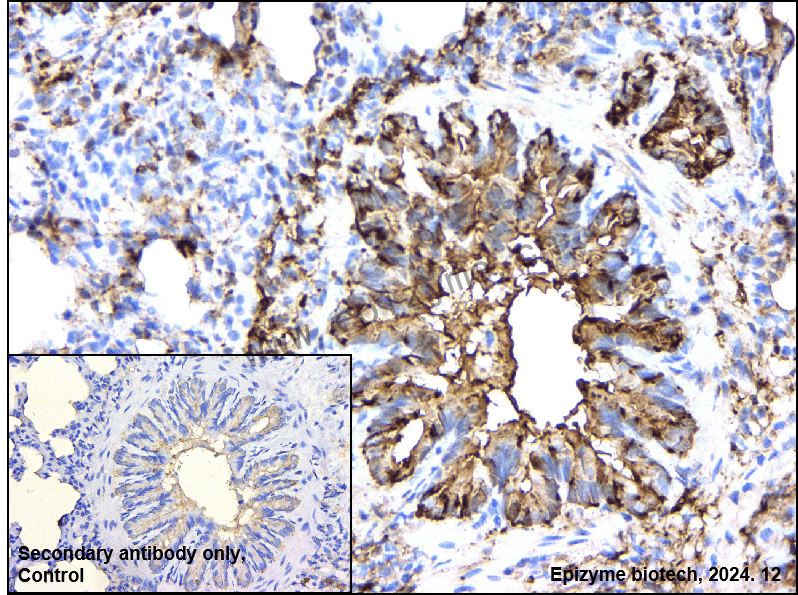 Anti-Hsp27 Rabbit mAb [54K11L13]