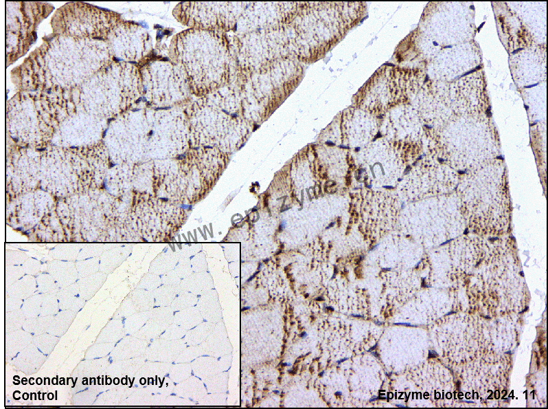 Anti-Cip4 Rabbit mAb [47K66L51]