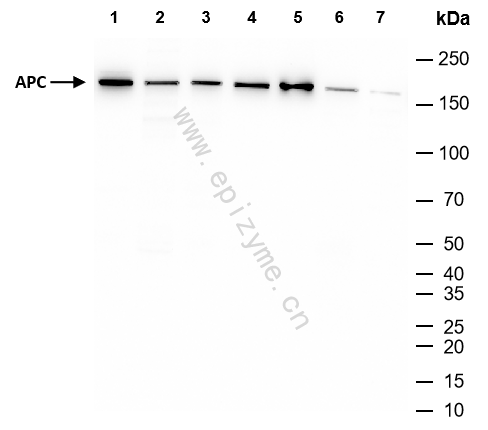 Anti-APC Rabbit mAb [53L68M24]