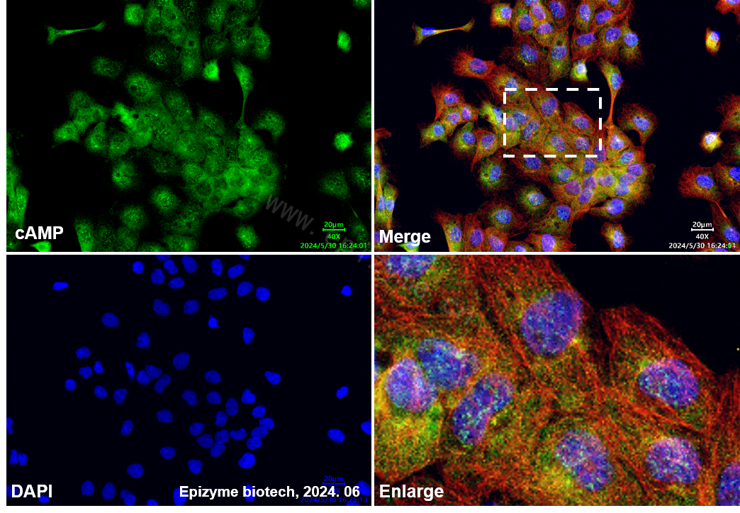 Anti-cAMP Protein Kinase Catalytic Subunit Rabbit mAb [66L59L61]