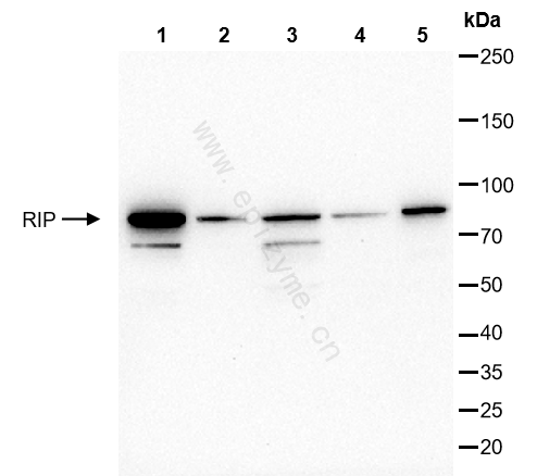 Anti-RIP Rabbit mAb [24K02L44]