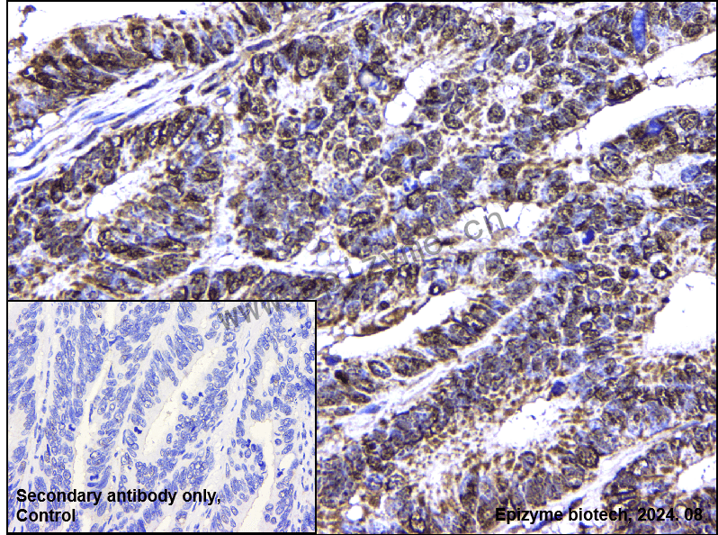 Anti-Sprouty 4 Rabbit mAb [73M97L48]