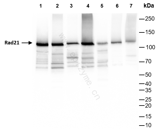 Anti-Rad21 Rabbit mAb [31K39K34]
